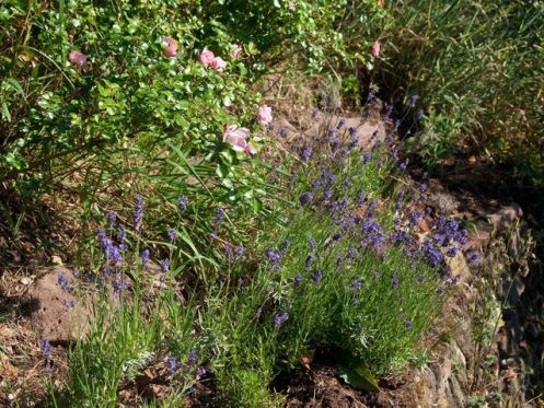 Ferienhaus Elsass Oberbronn Lavendel und Rosen im Garten
