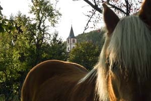 Pferd und Kirche von Oberbronn